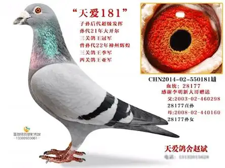 天津鑫铭鸽舍访谈录_鸽子_血统论_育种