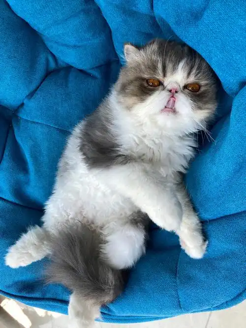 加菲猫傻傻又来了😈