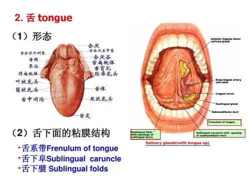 舌 tongue (1)形态 (2)舌下面的粘膜结构  舌系带frenulum of tongue