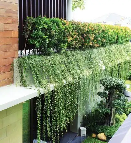 吊垂植物,庭院景观设计的大咖