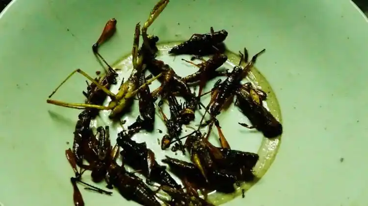 一次重口味的龙胜之行