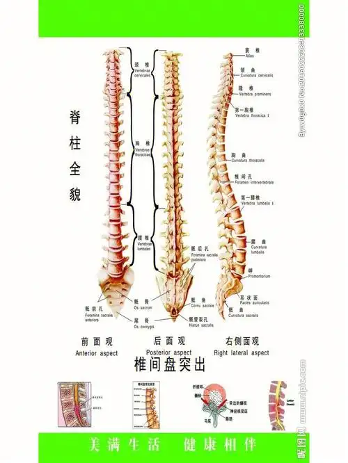 我照的脊柱全长侧切片(见图3)可以看出来我的胸椎快成平de