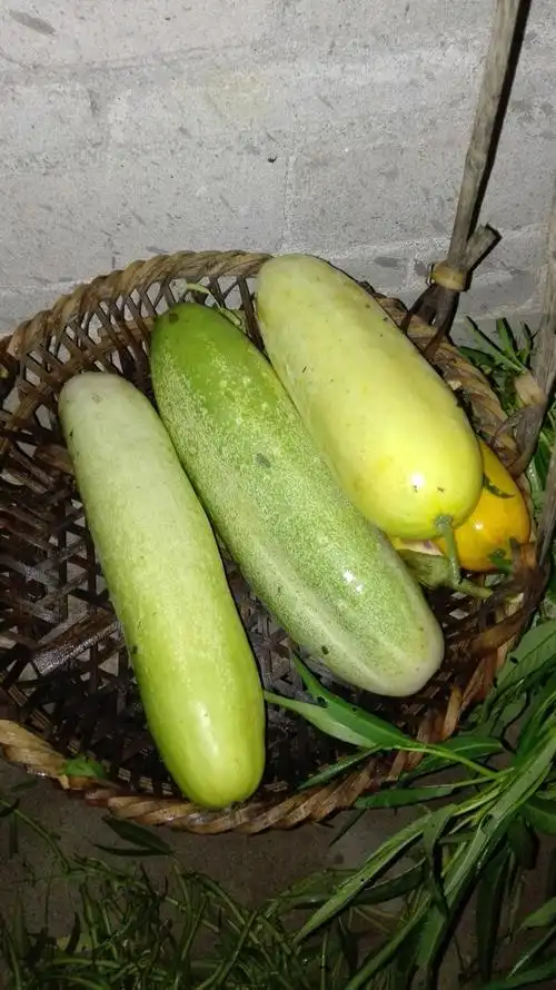 大黄瓜—吃不完的节奏