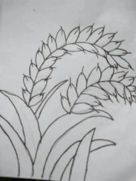 简笔画怎么画稻穗简笔画简单稻谷简笔画怎么画稻谷简笔画简单又好看