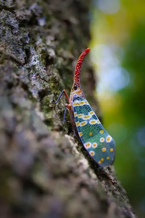同翅目蜡蝉科蜡蝉属长鼻蜡蝉