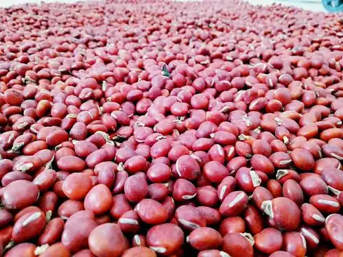 珍稀类鄂西红豆种子入库