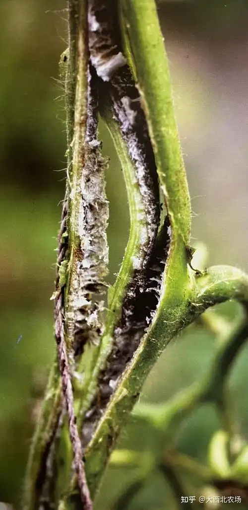 植物细菌性病害的4个诊断依据和3个发病原因