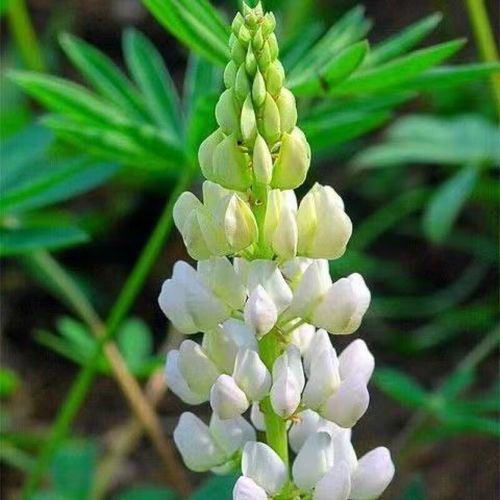 混色【鲁冰花种子】易种多年生耐寒室内阳台庭院绿化花卉盆栽羽扇豆花