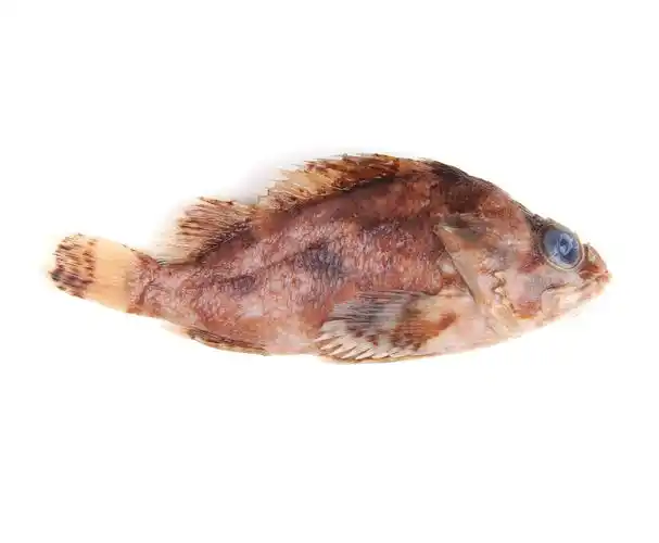 下图为   许氏平鲉     sebastes schlegelii    , 俗称  黑裙 ,刺毛