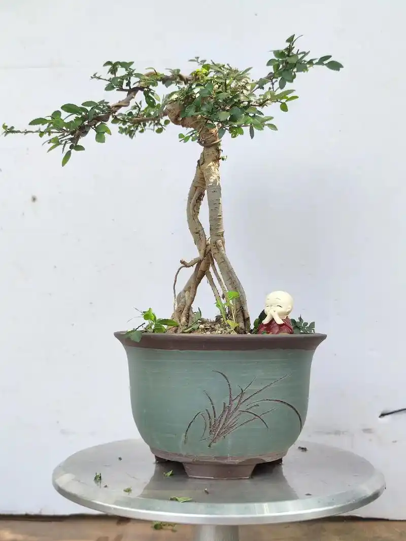 盆景欣赏.小叶榔榆之高提根(榆树系列)#原创作品 #盆景艺术 - 抖音