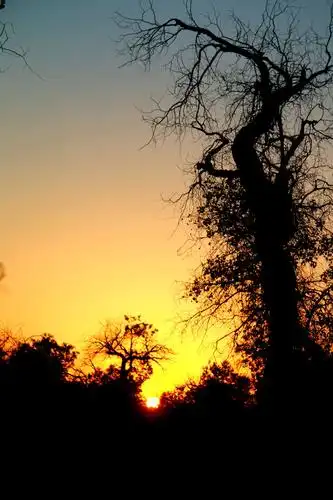 夕阳西下,是一种壮美;落叶归根,是一种静美.