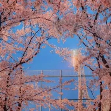 唯美小清新樱花头像高清好看的唯美意境樱花头像图片