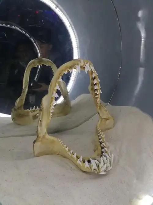 这是鲸鲨的牙齿.真是锋利巨大啊!