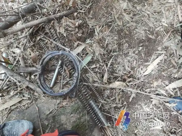 山上有人放了野猪夹宁波一八旬老人中招