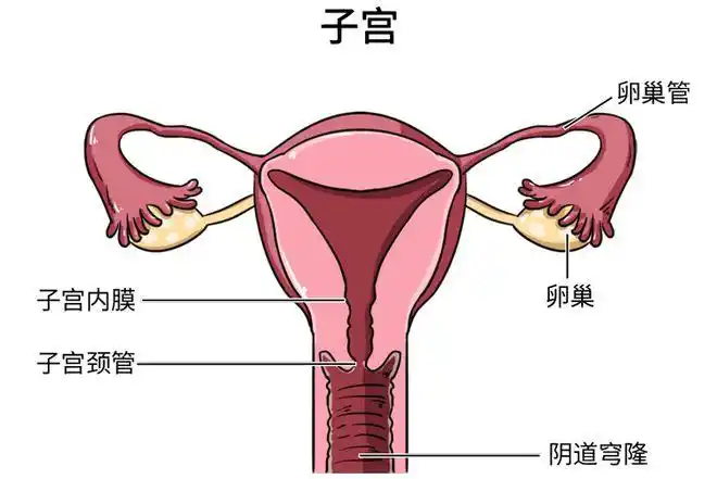 男生也要看看|经期|子宫|经血|月经|出血_网易订阅
