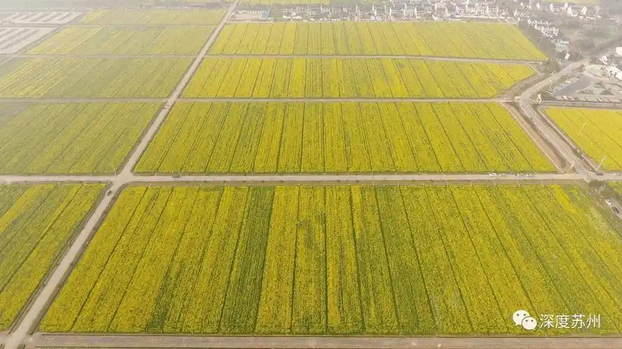 太震撼了,整整一千亩!还去什么婺源,苏州看油菜花最震撼的地方!