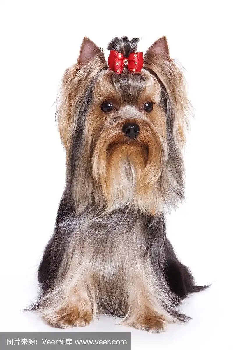 迷人的约克夏梗狗(孤立的白色)