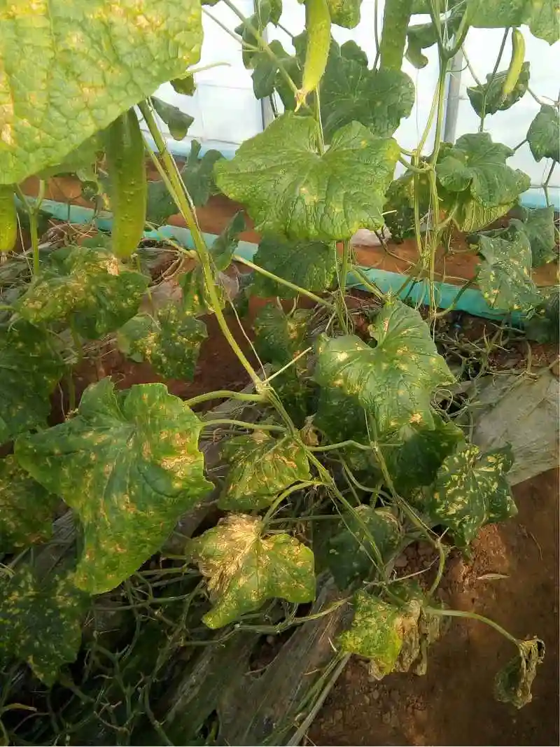 黄瓜叶子有黄点,还打蔫了,咋回事呀-大丰收瓜类问诊在线平台