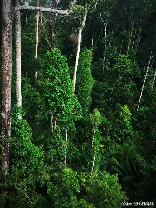 升旗山的热带雨林