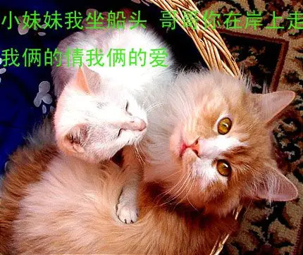 组图:恩恩爱爱的小夫妻