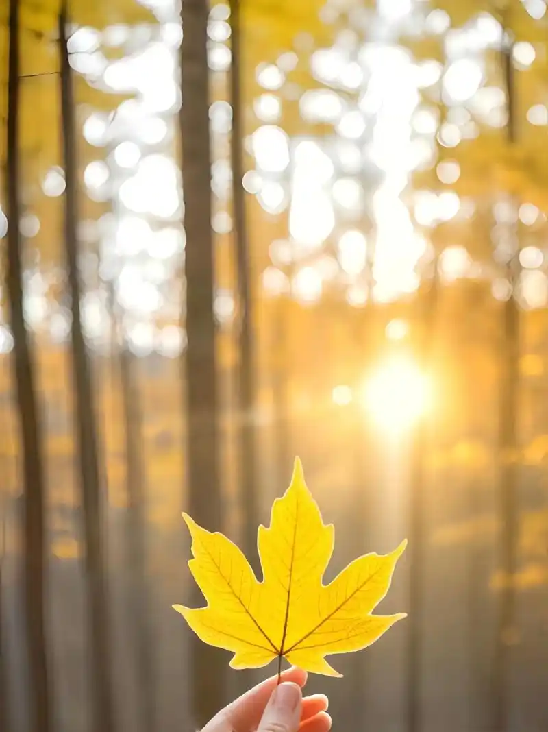 唯美秋天落叶风景美图.瑟瑟秋风中,落叶无声飘落,每一片落叶都 - 抖音
