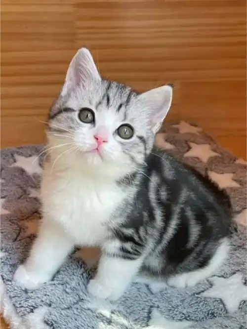 美短有喜欢的嘛成都领养价