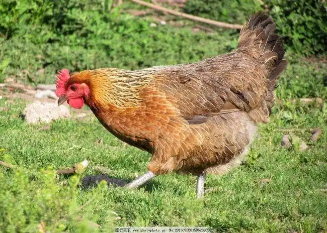 母鸡下蛋咯咯答…随笔诗