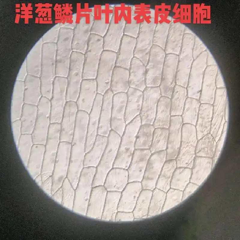 植物细胞显微图 - 抖音