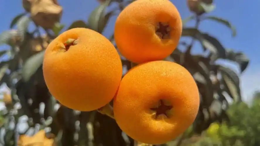 五星大枇杷包邮包邮