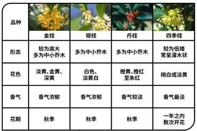 淑芳阁桂花红茶定制