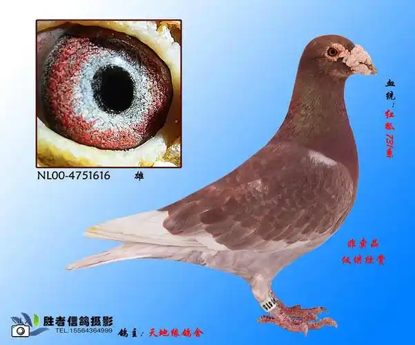 红狐731系原环老种鸽