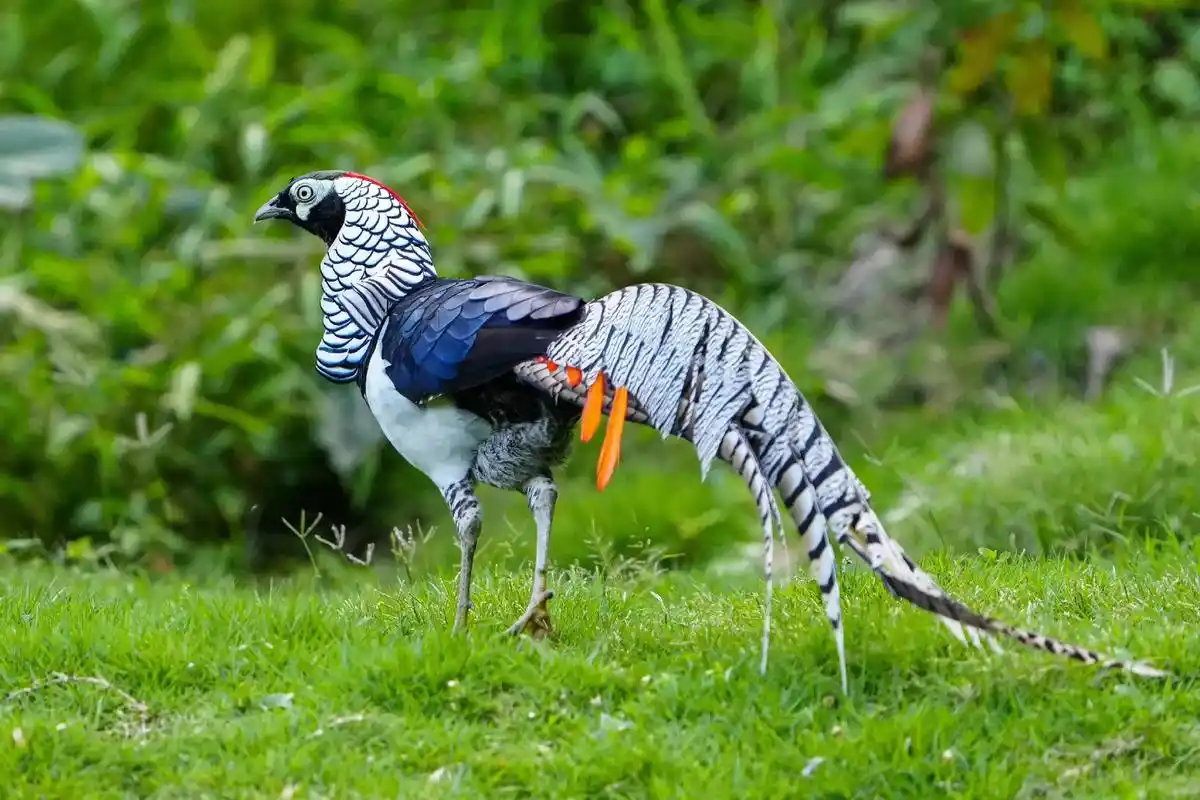 野生鸟类摄影 #大山里的原生态 #爱鸟护鸟  - 抖音