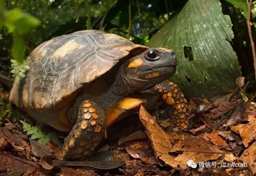物种图册黄腿象龟