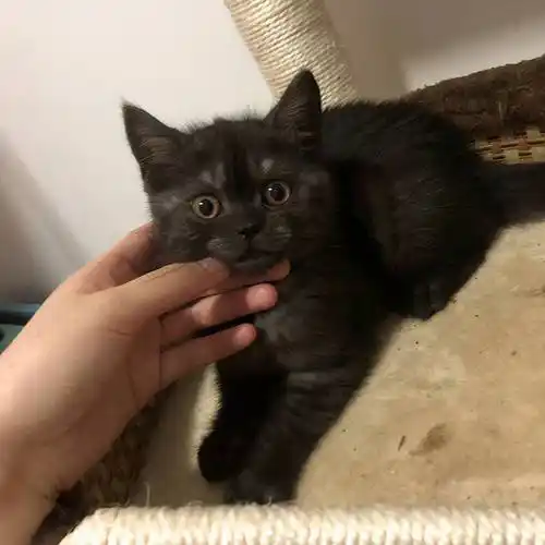 美国虎斑猫多少钱一只银虎斑猫多少钱一只