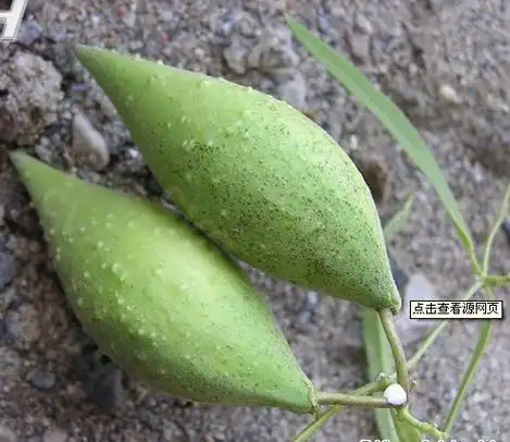 效果神奇的丰胸草