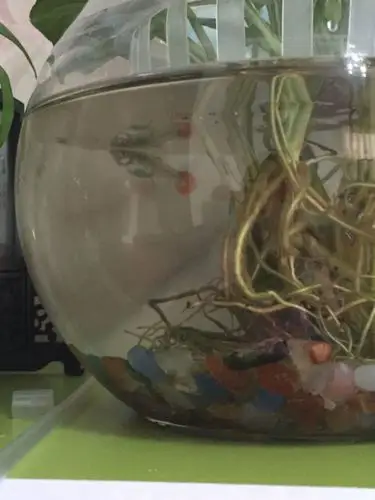 我的母孔雀鱼是快生了还是得了黑死病,这两天体色除了腹部忽然变黑了?