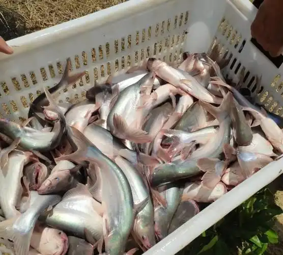 市场卖10块钱一斤的龙利鱼鱼贩子自己都不吃