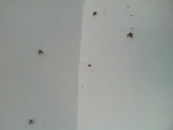 白墙壁上的小飞虫怎么处理_百度知道