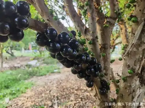 长在树枝上的"葡萄",葡萄树,树葡萄,他的真名叫嘉宝果.
