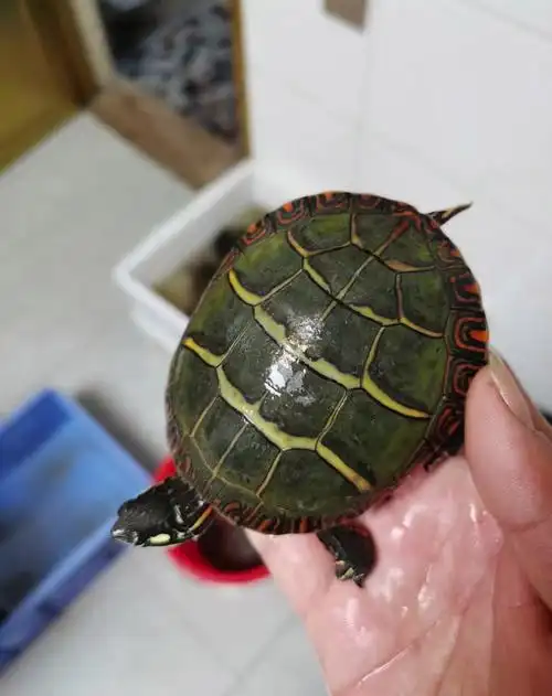 再也不养东部锦龟了,太难了,养不活!_哔哩哔哩_bilibili