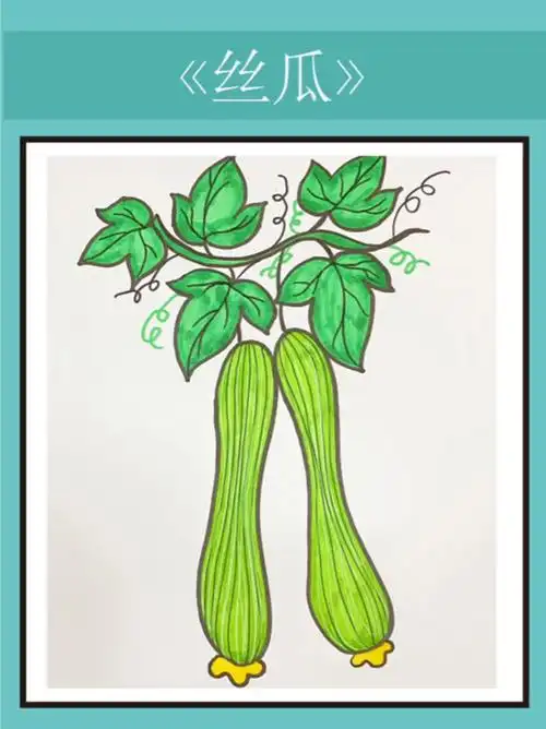 丝瓜简笔画教程