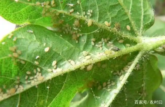 无需任何1种化学药剂,只用生活中常见的物品,也能做好蚜虫防治
