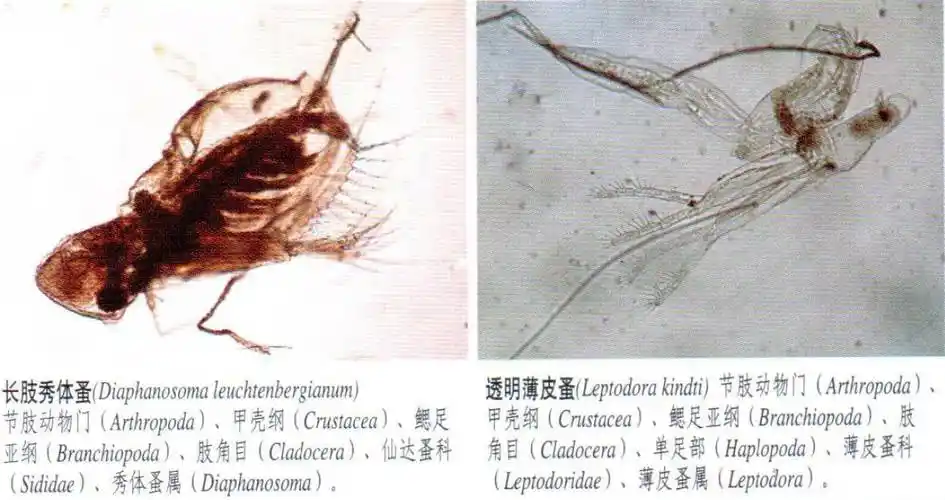 特别推送常见浮游动物图谱