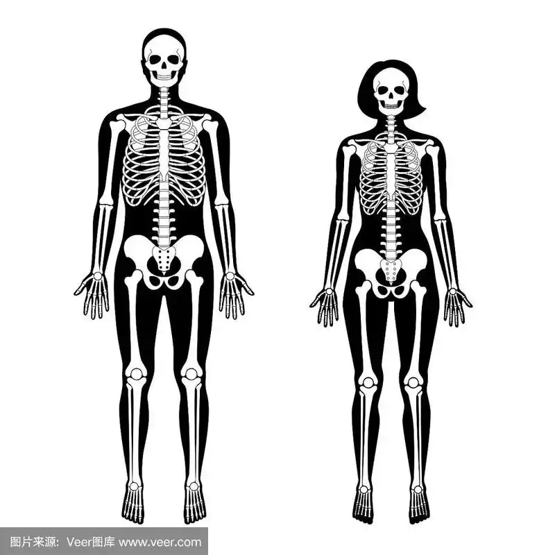 女人和男人的骨骼解剖学