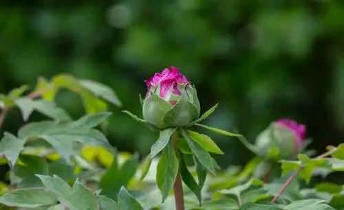 粉牡丹花骨朵 花朵