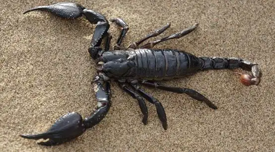 不小心被蝎子蛰了怎么办最好最正确的方法在这里留着备用