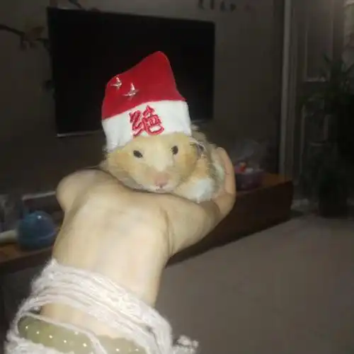 哈哈哈[鼓掌r][鼓掌r][鼓掌r]#我家宠物好可爱  #金丝熊日常  #仓鼠