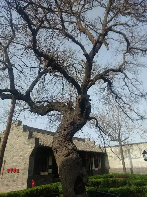 600多年的老槐树.