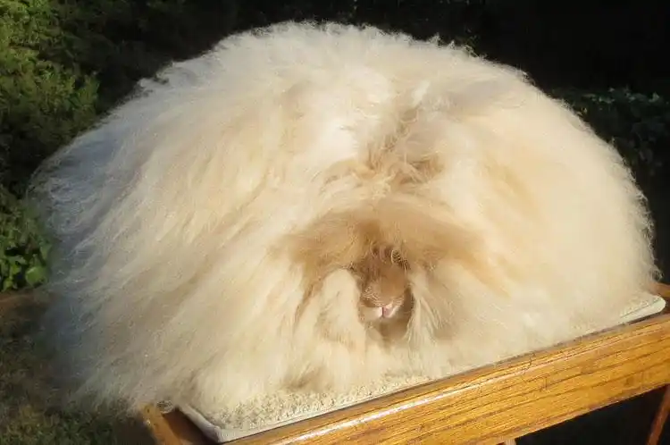 世界最长毛安哥拉兔毛长38厘米似雪球