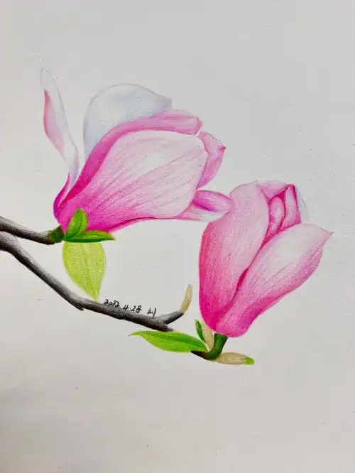 玉兰花附步骤图